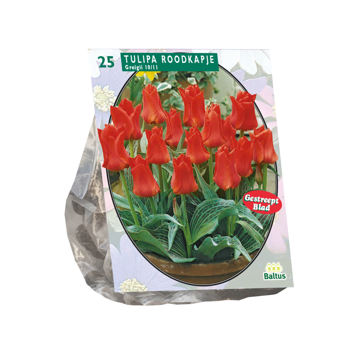 Tulpių svogūnėliai, lot. TULIPA ROODKAPJE, 15 vnt