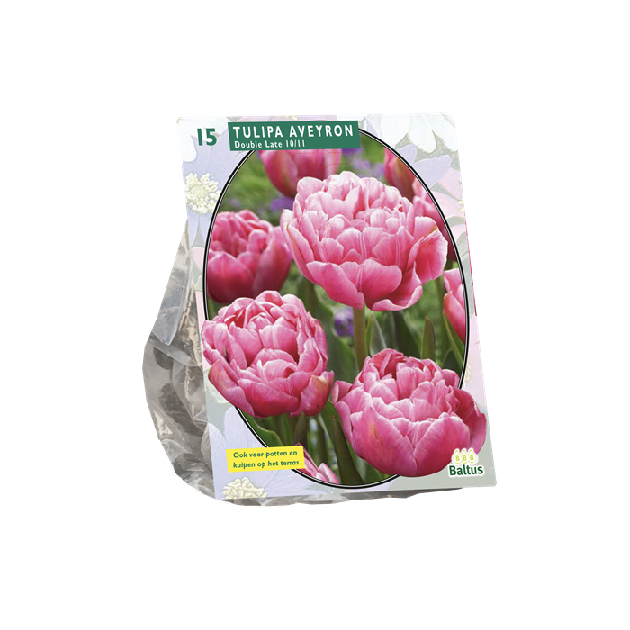 Tulpių svogūnėliai, lot. TULIPA LAAT AVEYRON, 10 vnt