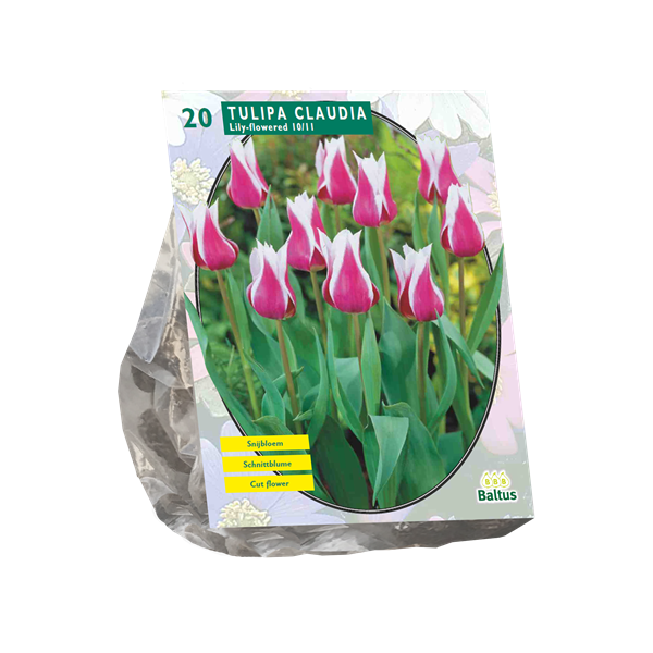 Tulpių svogūnėliai, lot. TULIPA CLAUDIA, 15 vnt