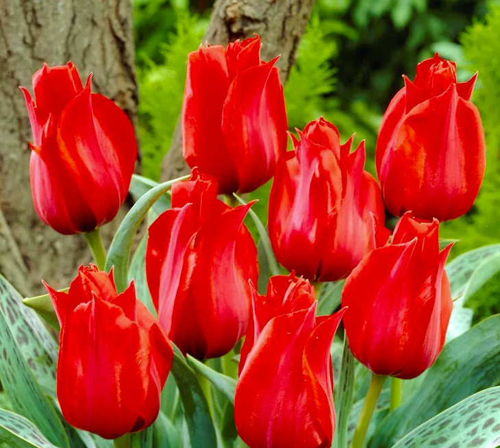 Tulpių svogūnėliai, lot. TULIPA JULIUS CAESAR, 4 vnt
