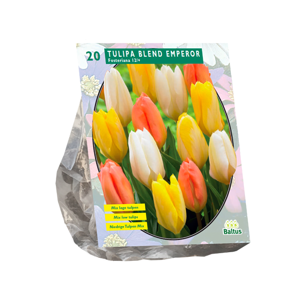 Tulpių svogūnėliai, lot. TULIPA BLEND EMPEROR, 15 vnt