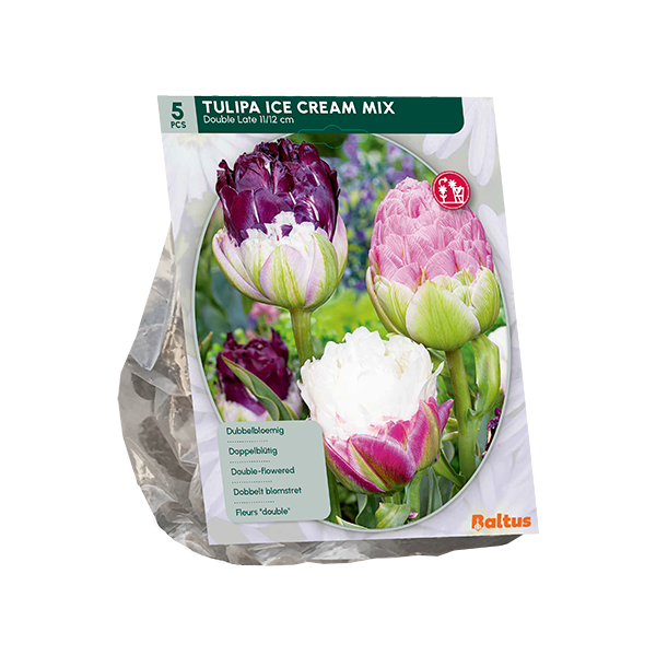 Tulpių svogūnėliai, lot. TULIPA ICE CREAM MIX, 10 vnt