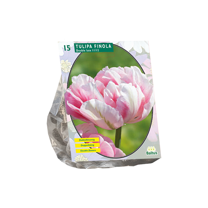 Tulpių svogūnėliai, lot. TULIPA LAAT FINOLA, 10 vnt