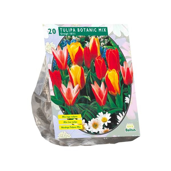 Tulpių svogūnėliai, lot. TULIPA GREIGII MIX, 10 vnt