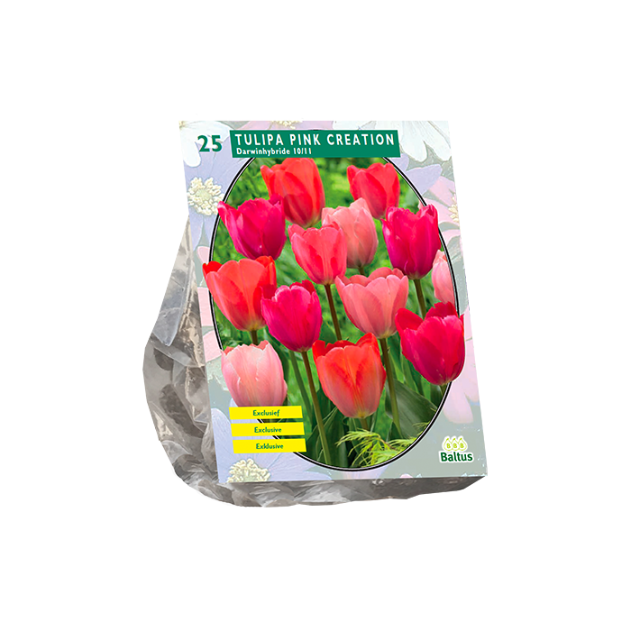 Tulpių svogūnėliai, lot. TULIPA PINK CREATION, 15 vnt
