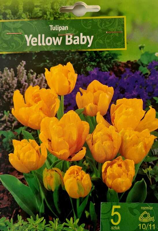 Tulpių svogūnėliai, lot. TULIPA YELLOW BABY, 5 vnt