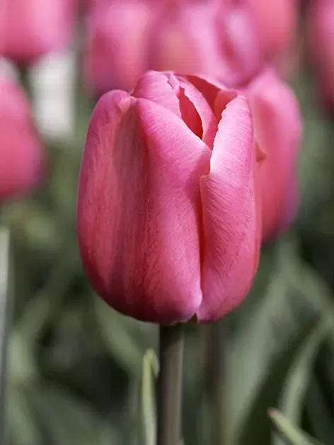 Tulpių svogūnėliai, lot. TULIPA CAROLA, 4 vnt