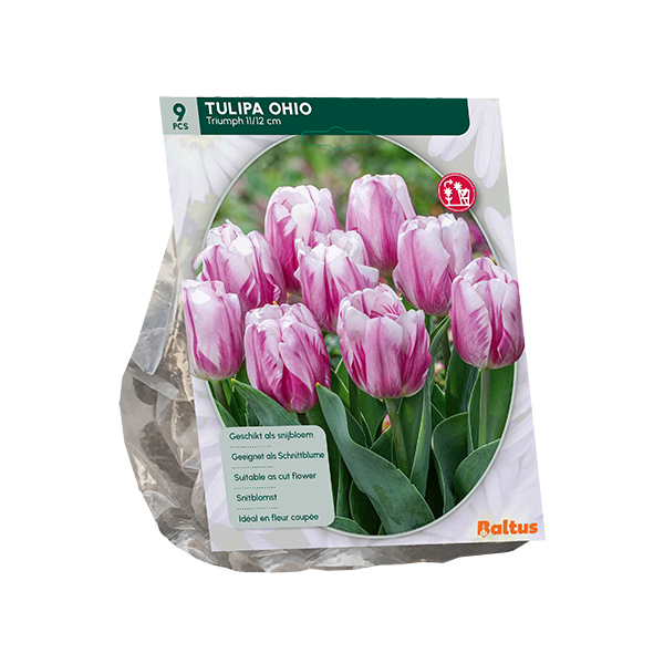 Tulpių svogūnėliai, lot. TULIPA OHIO TRIUMPH, 9 vnt