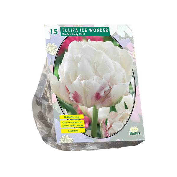 Tulpių svogūnėliai, lot. TULIPA DUBBEL VROEG ICE WONDER, 10 vnt