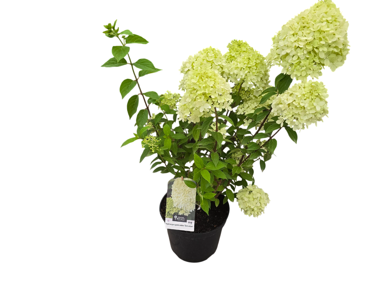 Lauko augalas šluotelinė hortenzija, Ø 26, 50 cm, lot. HYDRANGEA PAN.