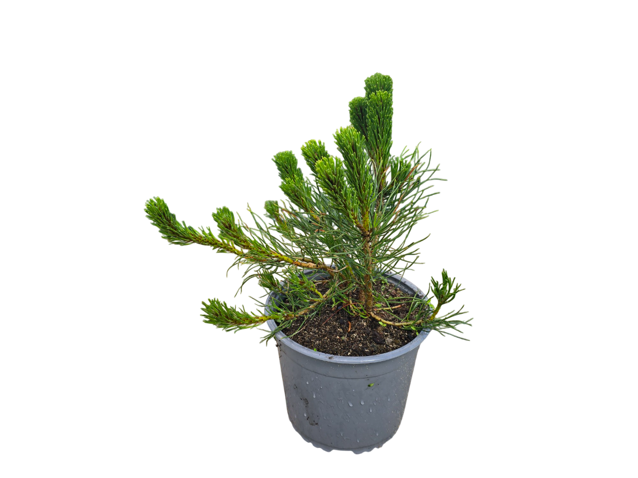 Lauko augalas kalninė pušis, Ø 19, 30 cm, lot. Pinus