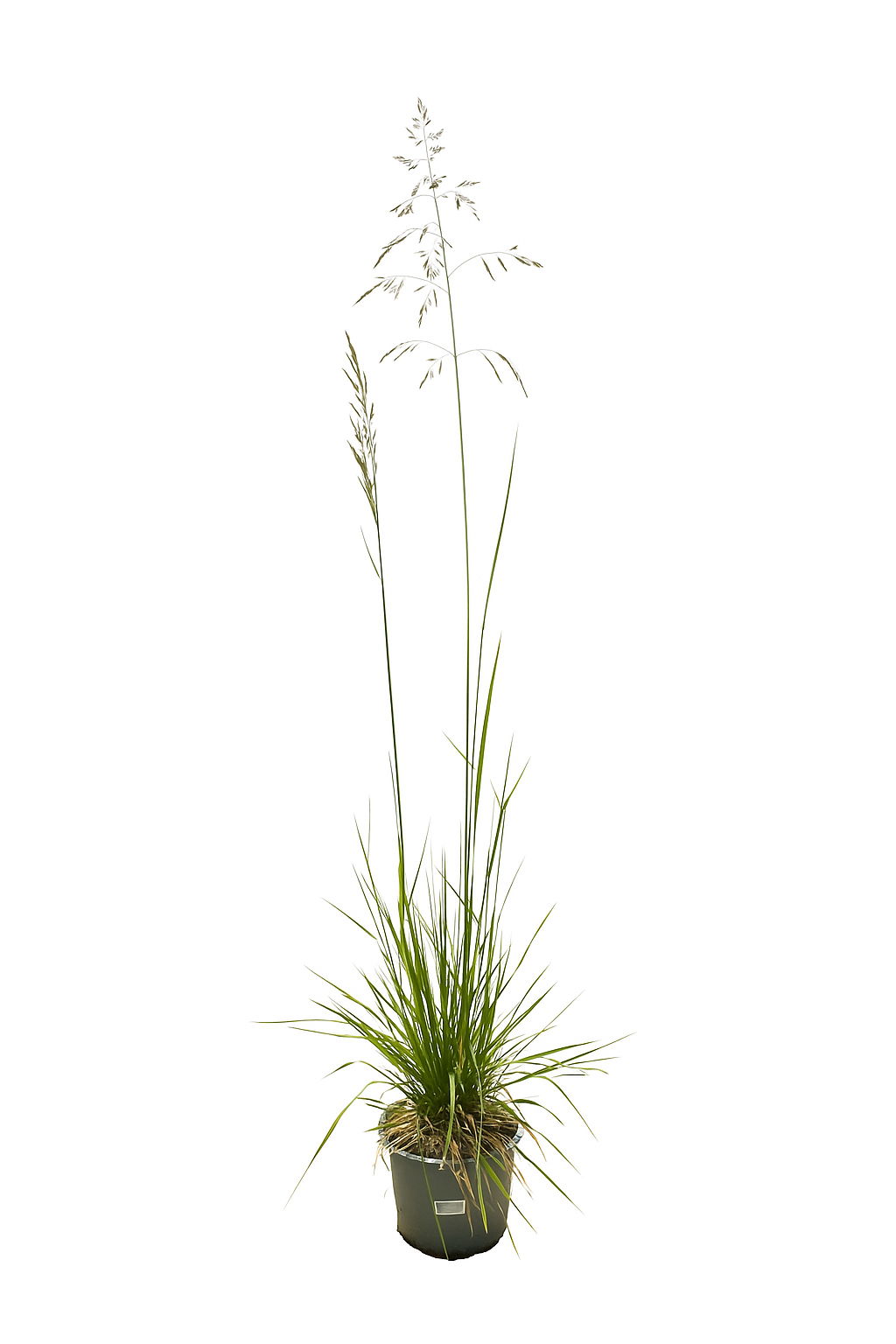 Lauko augalas šluotsmilgė, Ø 19, 40 cm, lot. Deschampsia
