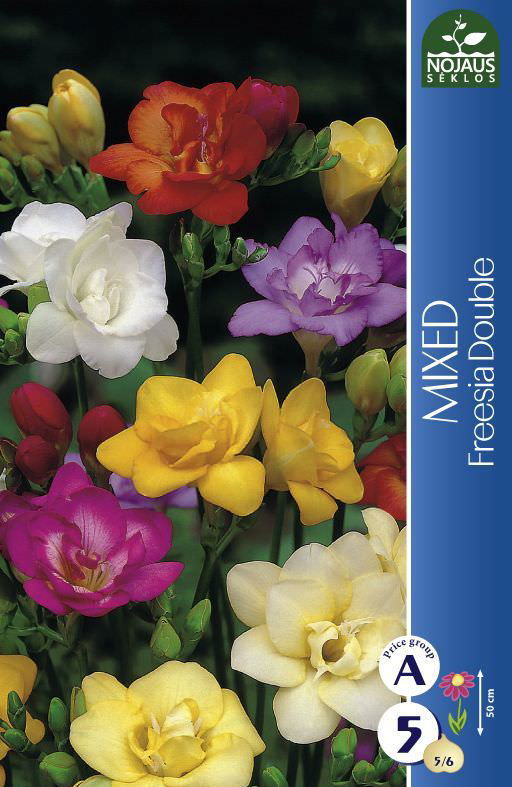 Frezijų svogūnėliai, lot. FREESIA DOUBLE MIXED, 5 vnt.