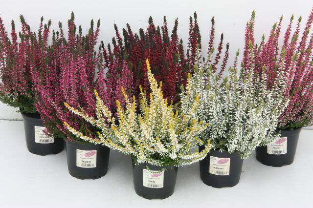 Lauko augalas viržis, 3 spalvos, Ø 13, 25 cm, lot. CALLUNA Trio
