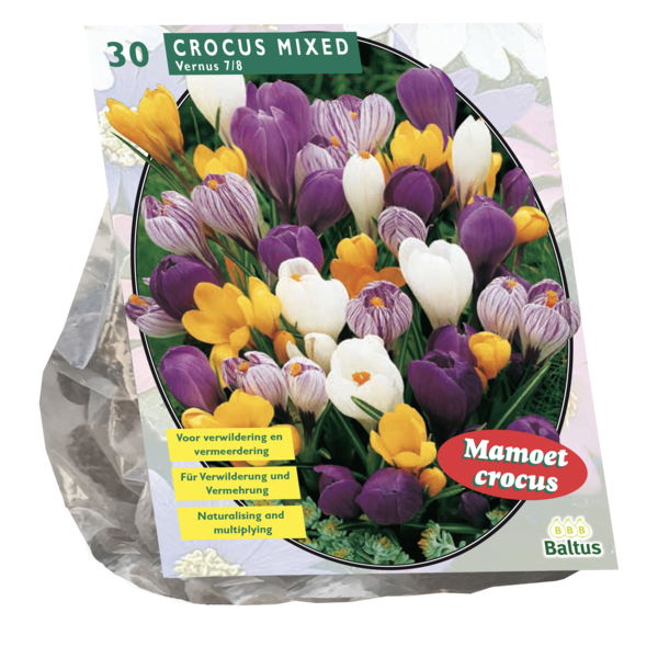 Krokų svogūnėliai, lot. CROCUS GROOTBLOEMIG MIX, 30 vnt
