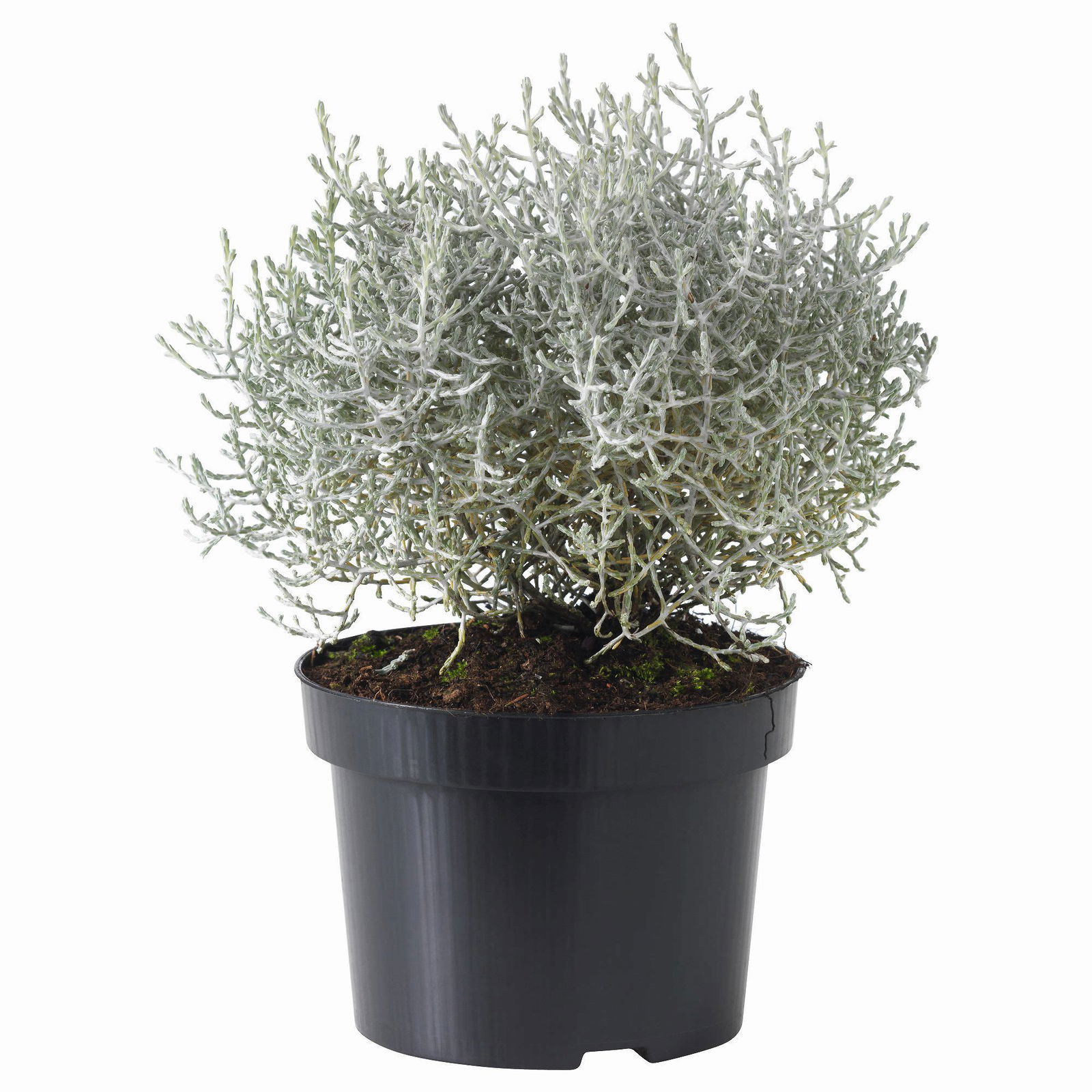 Lauko augalas kalocefalas, Ø 10,5, 20 cm, lot. Calocephalus Brownii
