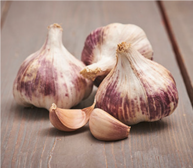 Česnakų sodinukai GERMIDOUR PINK, 50 - 60 mm, 1 kg