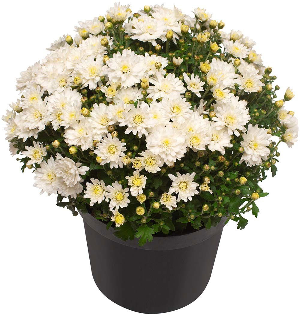 Lauko augalas chrizantema, 1 spalva, Ø 17, 33 cm, lot. CHRYSANTHEMUM