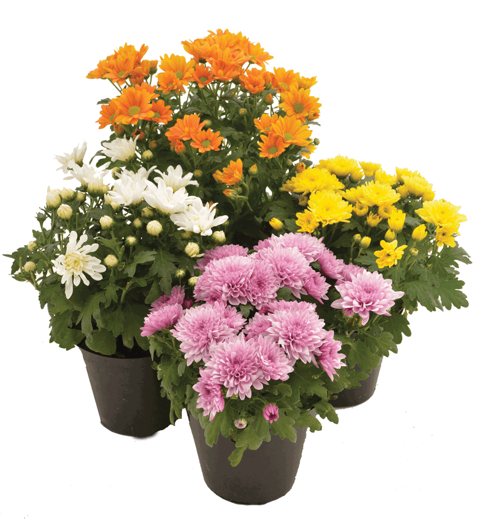 Lauko augalas chrizantema, 1 spalva, Ø 10, 25 cm, lot. CHRYSANTHEMUM