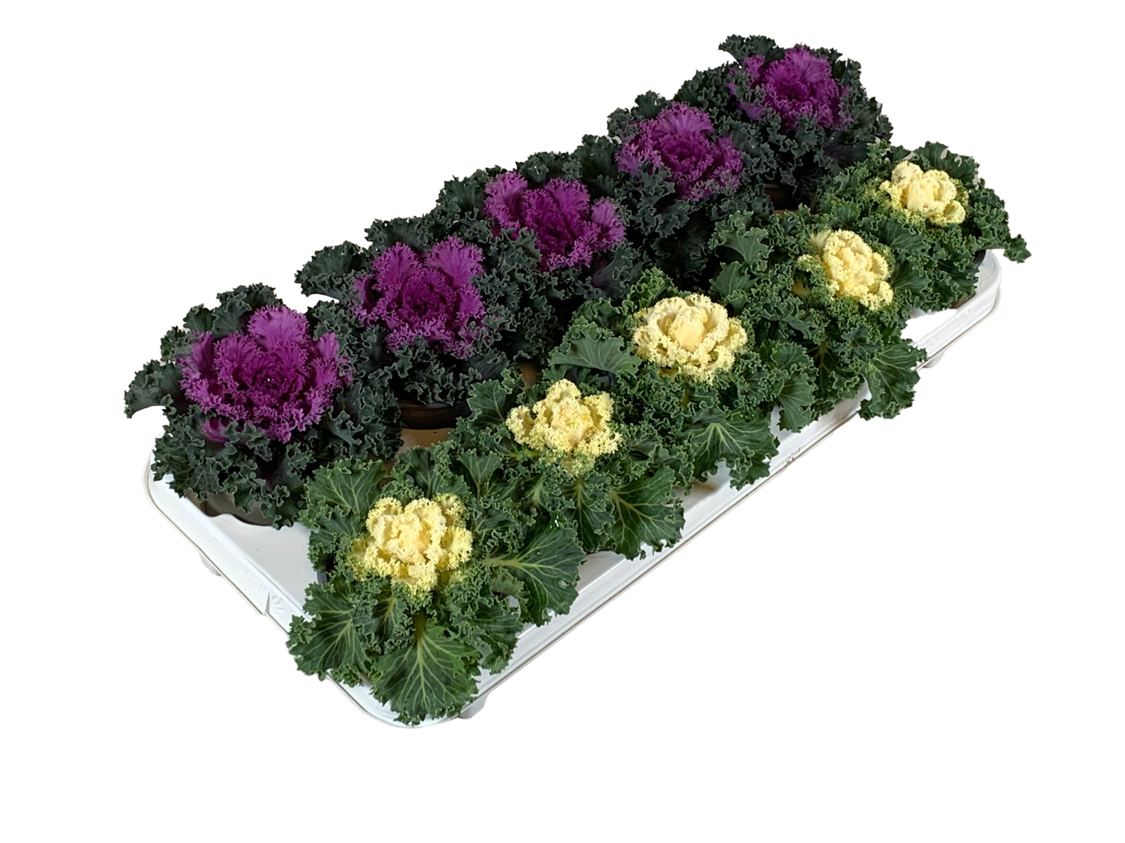 Lauko augalas dekoratyvinis kopūstas, Ø 13, 15 cm, lot. Brassica