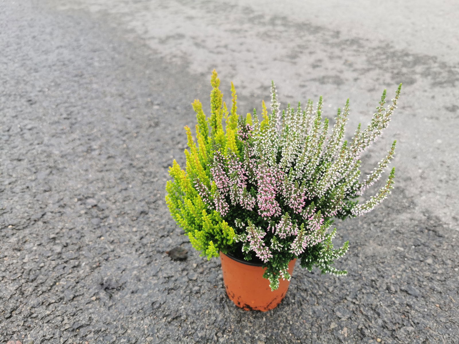 Lauko augalas viržis, Ø 12, 25 cm, lot. CALLUNA TRIO