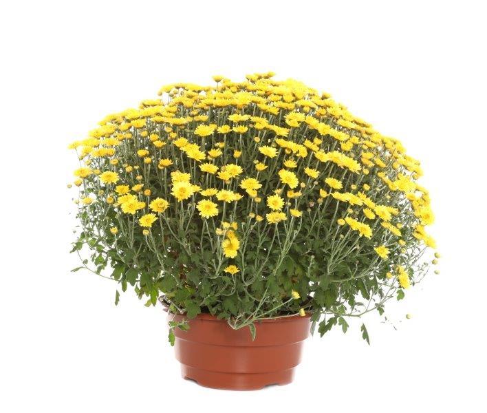 Lauko augalas chrizantema, Ø 19, 42 cm, lot. CHRYSANTHEMUM