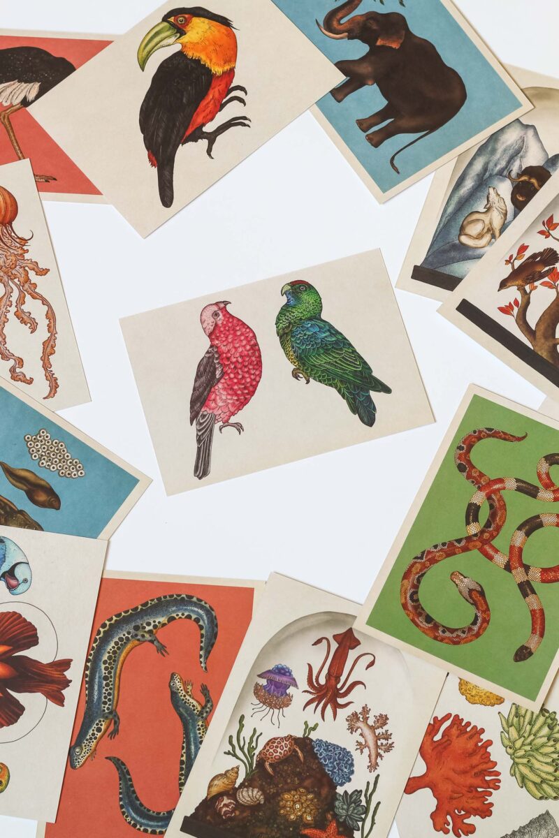Atvirukas iš "Animalium" kolekcijos