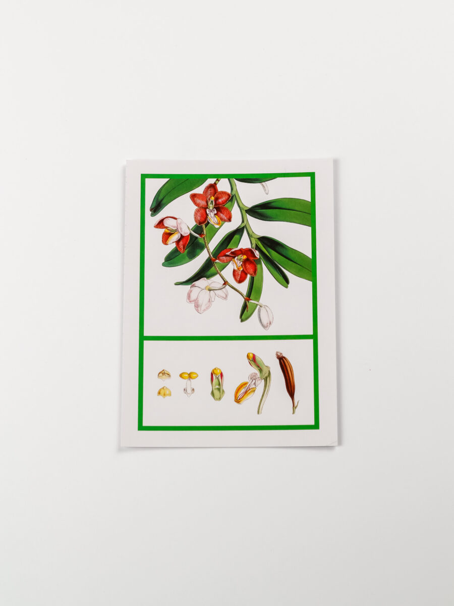 Atvirukas "Orchidėja"