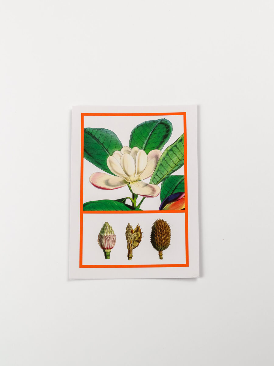 Atvirukas "Magnolijos žiedas"