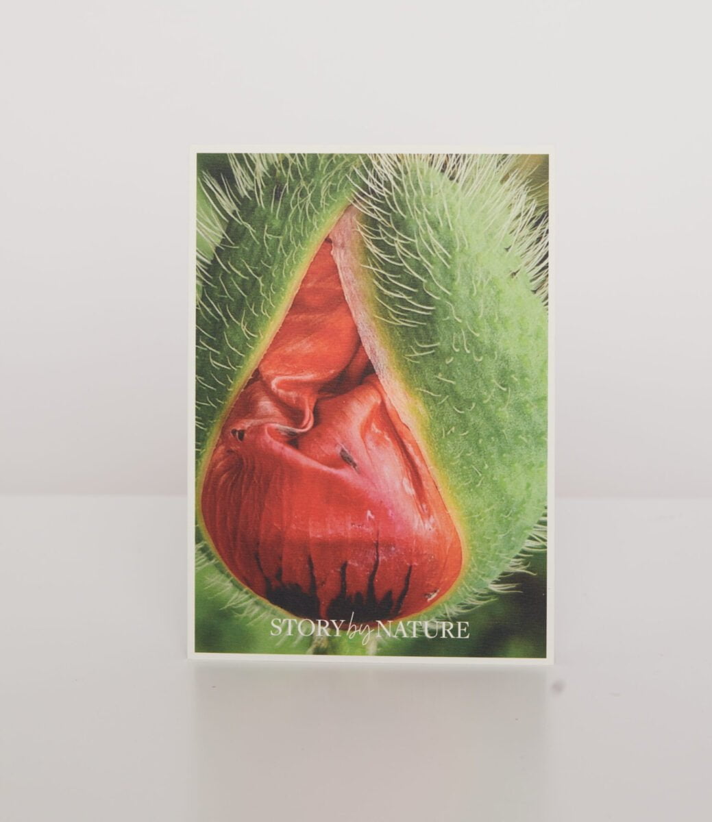 Atvirukas "Rytinė aguona" iš „Story by Nature“ kolekcijos