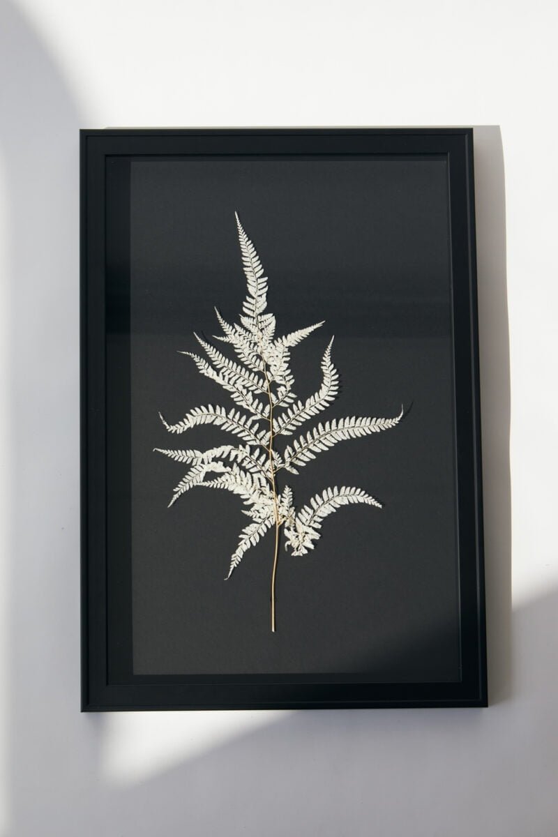 Paveikslas "Baltas papartis"