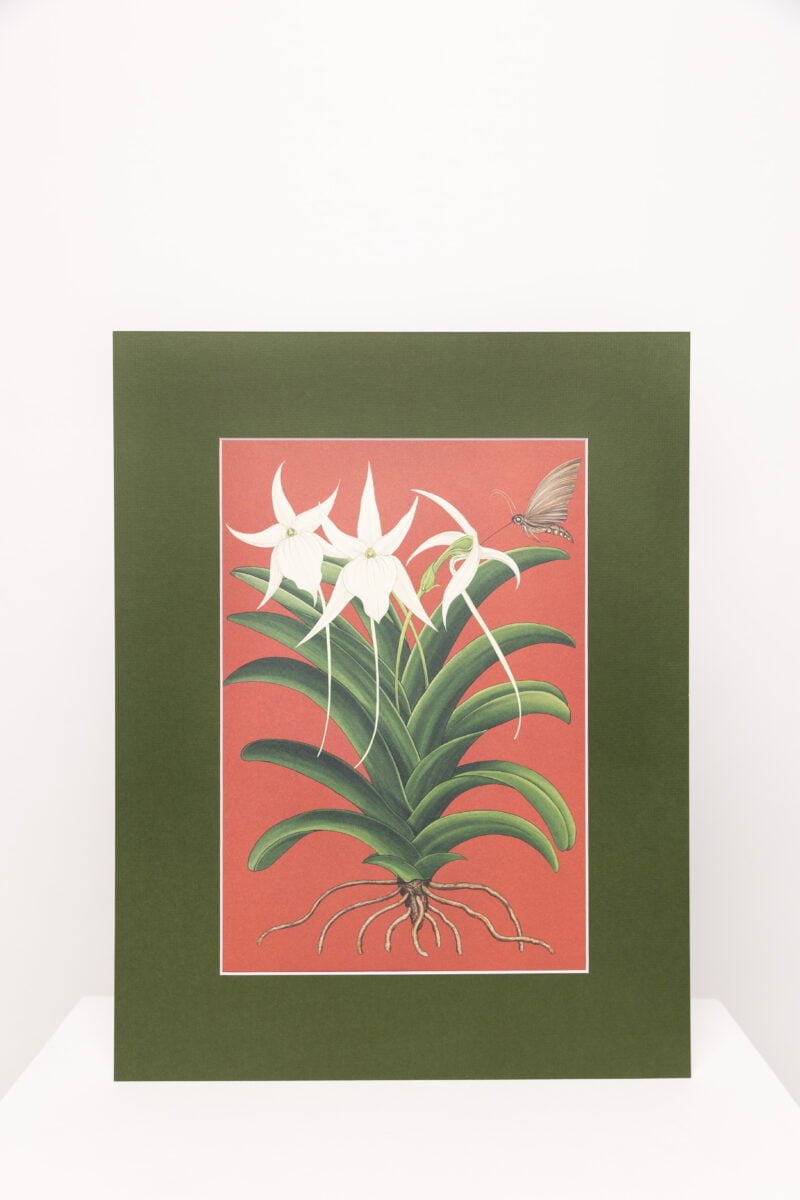 Botaninis printas „Orchidėja Vanda"