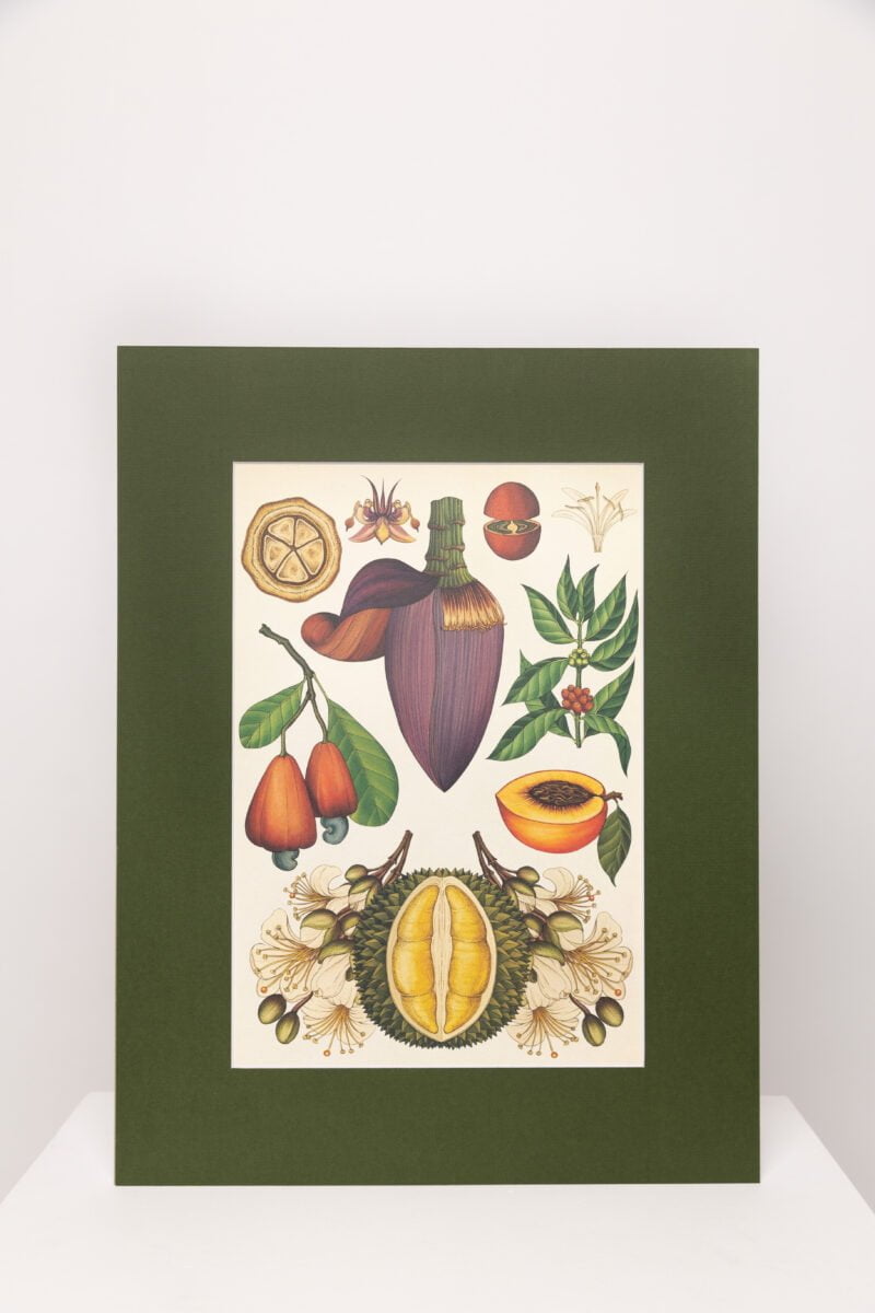 Botaninis printas „Egzotiniai vaisiai"