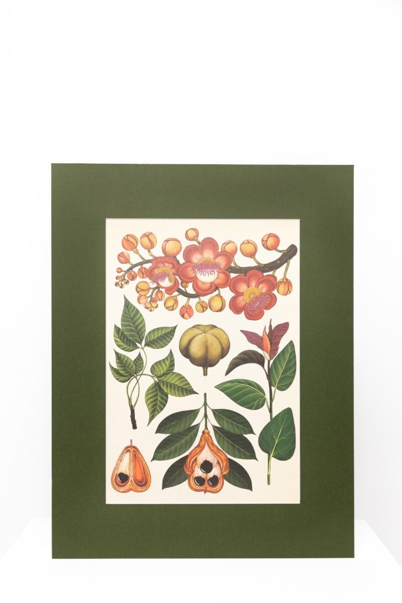 Botaninis printas „Egzotinis vaisius"