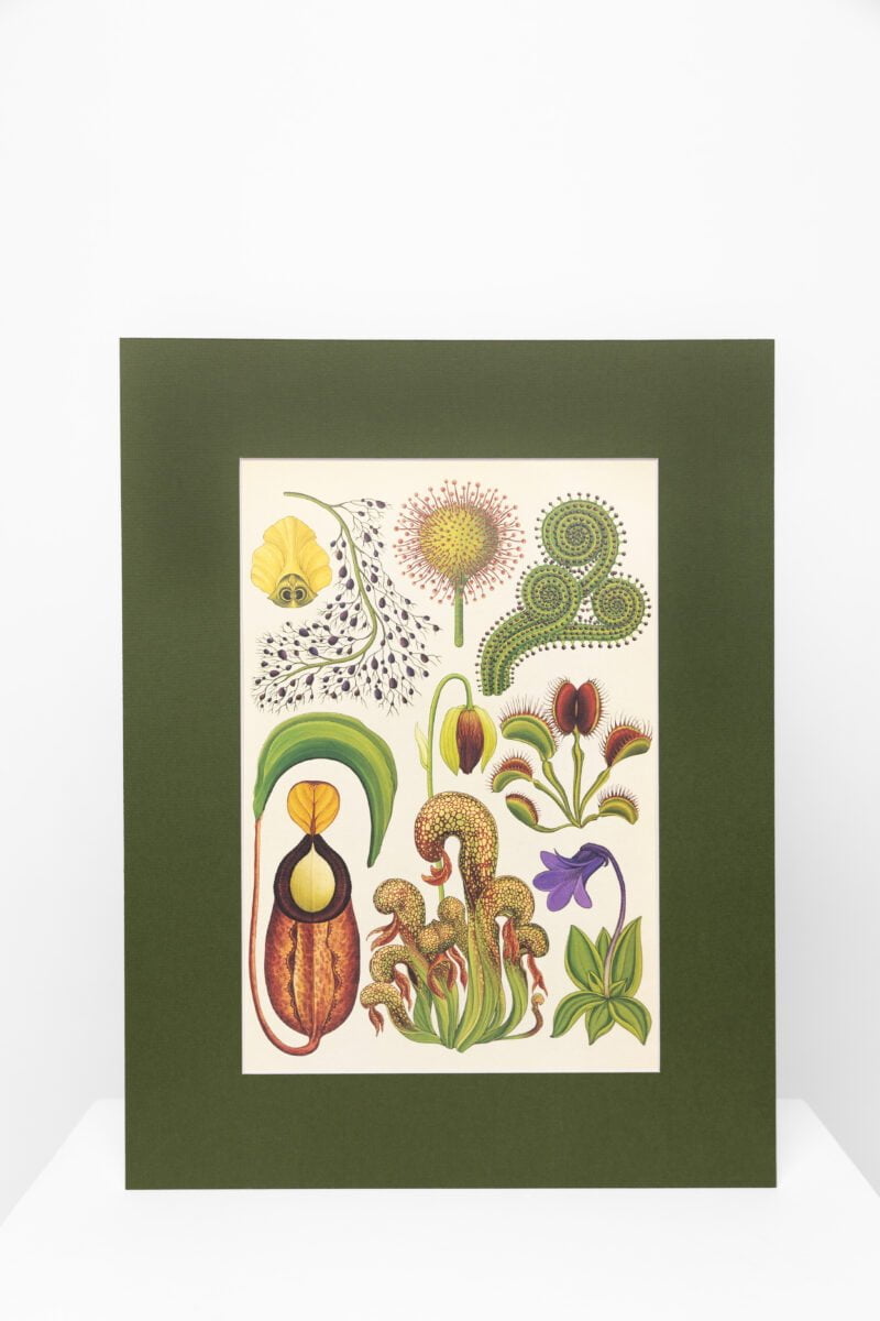 Botaninis printas „Botaninė įvairovė"