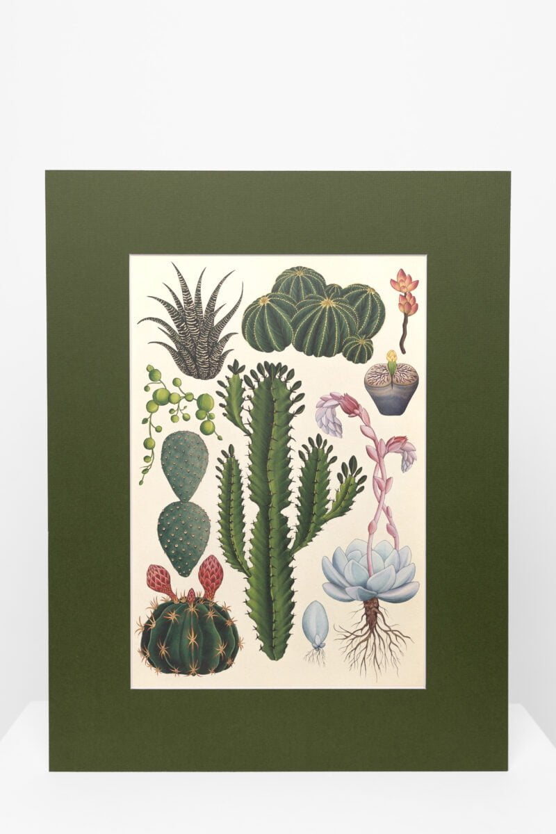 Botaninis printas „Kaktusai"