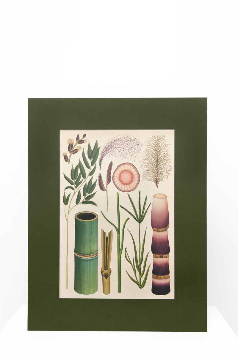 Botaninis printas „Bambukas"