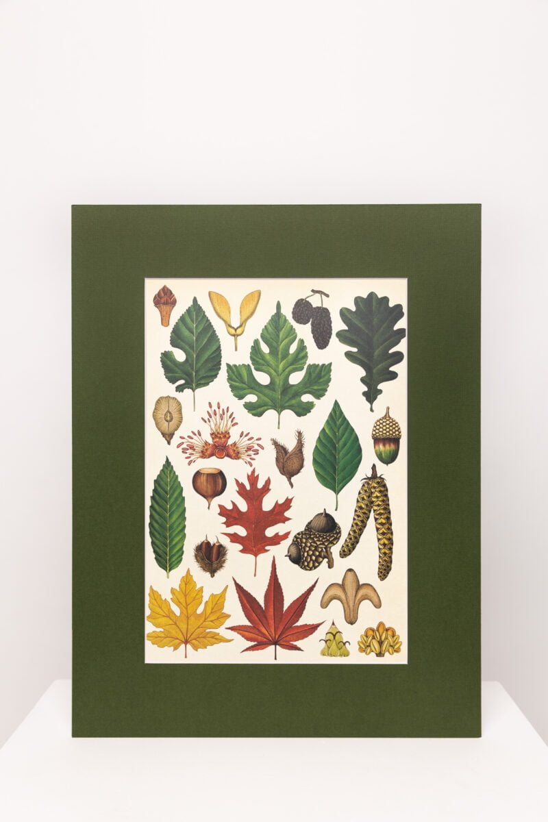 Botaninis printas „Lapai"