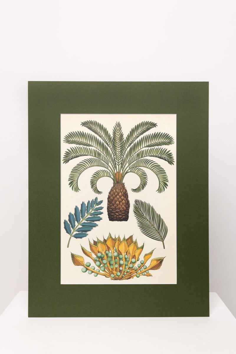 Botaninis printas „Palmė"
