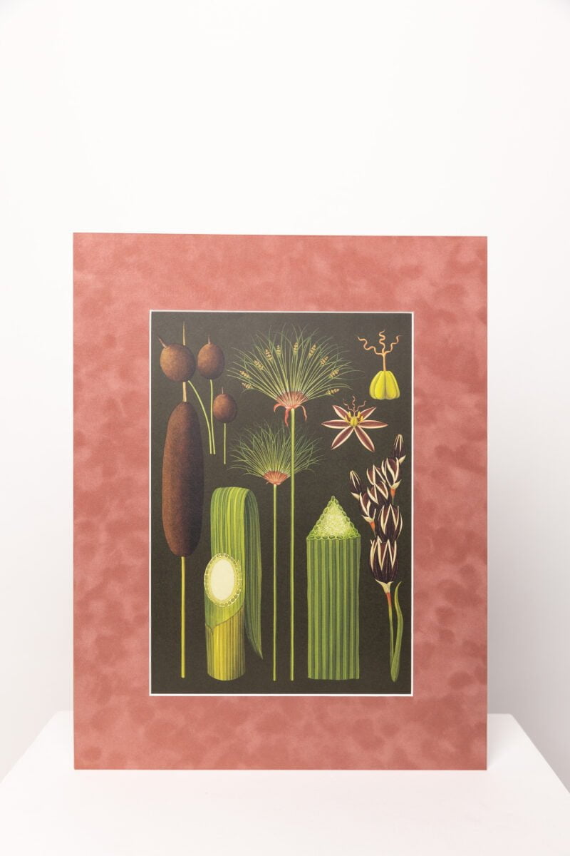 Botaninis printas „Gamtos įvairovė"