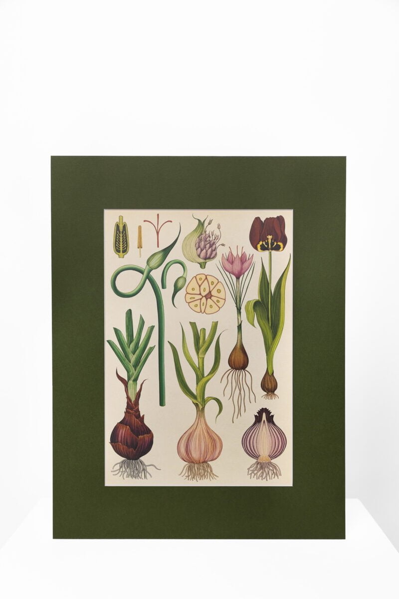 Botaninis printas „Gėlių svogūnėliai"