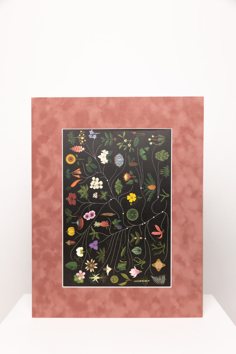 Botaninis printas „Gamtos atlasas“