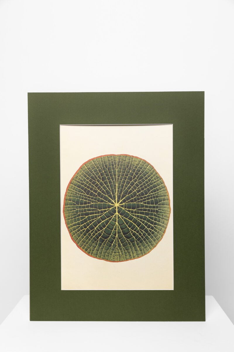 Botaninis printas „Vandens lelijos lapas“