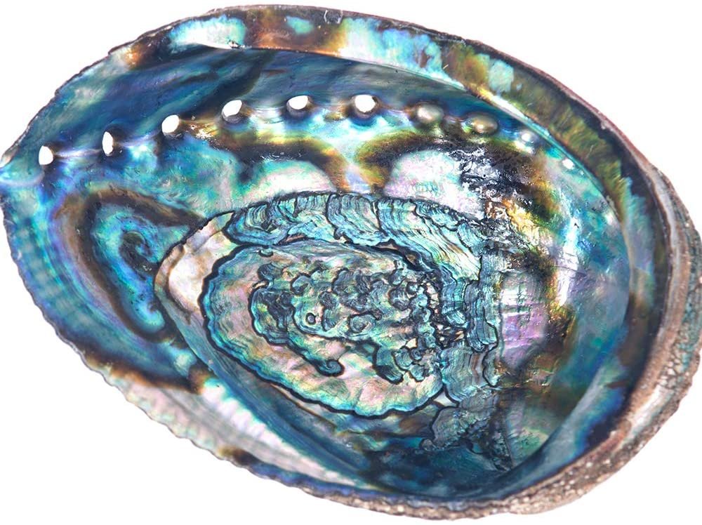 Kriauklė - smilkalinė (abalone shell)