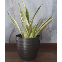 Sansevieria guinensis Variegata