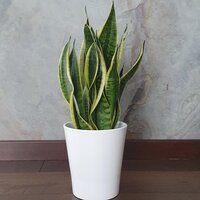 Sansevieria Futura superba