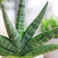 Sansevieria Helios