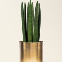 Sansevieria cylindrica Straight