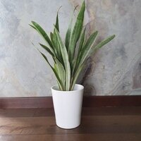 Sansevieria metallica Silver Siam