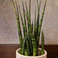 Sansevieria Fernwood Mikado